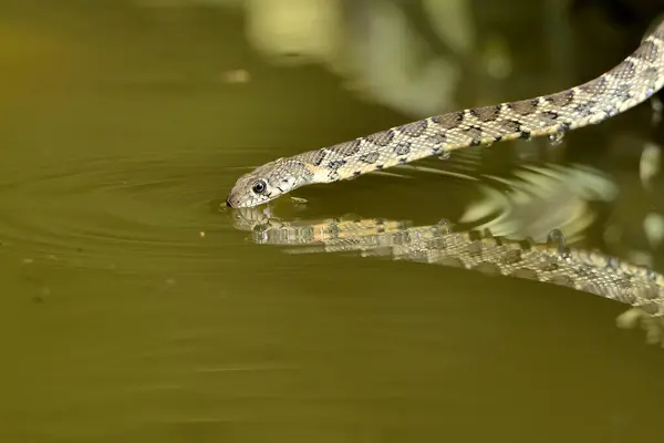 snake with the head on the water