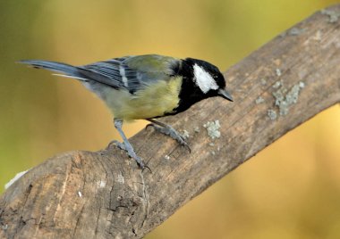 great tit perched on a branch (Parus major)