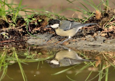 Great tit in the forest pond (Parus major)