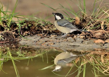 Great tit in the forest pond (Parus major)