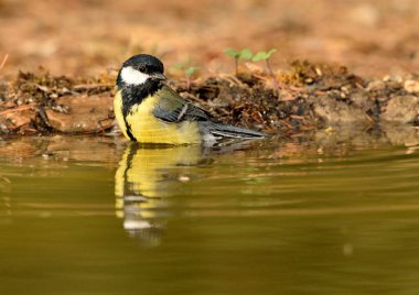 great tit bathing in the pond (Parus major)