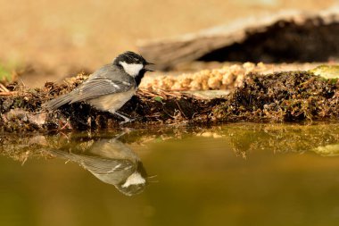 Great tit in the forest pond (Parus major)