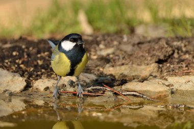 Great tit in the forest pond (Parus major)