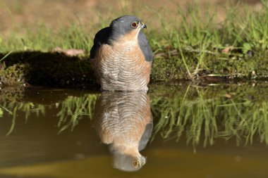 Gölette yıkanan Atmaca (Accipiter nisus)