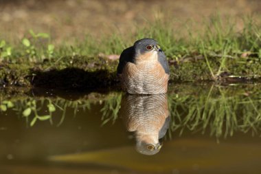 Gölette yıkanan Atmaca (Accipiter nisus)