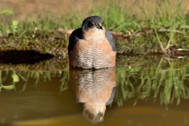 Gölette yıkanan Atmaca (Accipiter nisus)