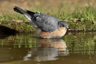 Gölette yıkanan Atmaca (Accipiter nisus)