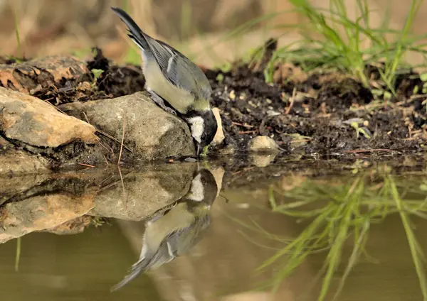 stock image Great tit in the forest pond (Parus major)