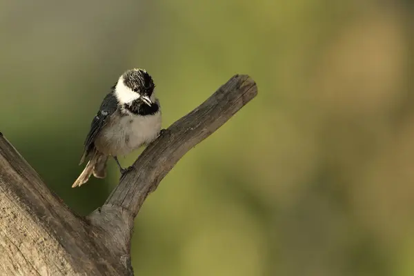 great tit perched on a branch (Parus major)