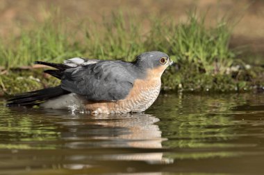 Gölette yıkanan Atmaca (Accipiter nisus)