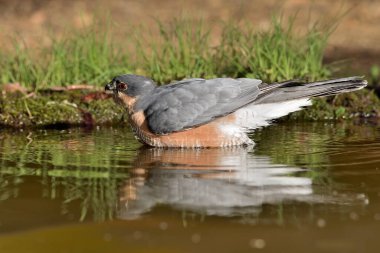 Gölette yıkanan Atmaca (Accipiter nisus)