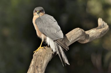 Ormanda Atmaca (Accipiter nisus)