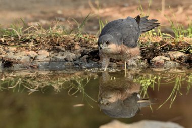 Gölette yıkanan Atmaca (Accipiter nisus)