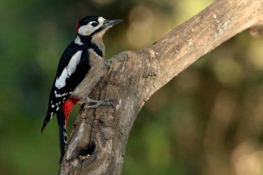 Büyük Benekli Ağaçkakan böcekleri aramak için bir kütüğe tünemiş (Dendrocopos büyük)