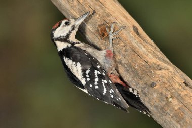 Büyük Benekli Ağaçkakan böcekleri aramak için bir kütüğe tünemiş (Dendrocopos büyük)