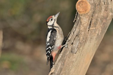 Büyük Benekli Ağaçkakan böcekleri aramak için bir kütüğe tünemiş (Dendrocopos büyük)