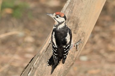 Büyük Benekli Ağaçkakan böcekleri aramak için bir kütüğe tünemiş (Dendrocopos büyük)