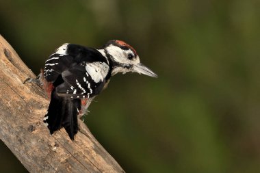 Büyük Benekli Ağaçkakan böcekleri aramak için bir kütüğe tünemiş (Dendrocopos büyük)