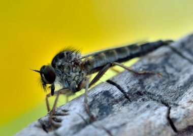 Makro fotoğrafçılıkta Tabano (Tabanidae)