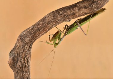 Bir ağaç gövdesindeki yeşil peygamber devesinin renkli bir görüntüsü (mantidae))