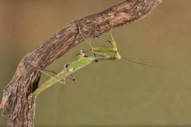 Bir ağaç gövdesindeki yeşil peygamber devesinin renkli bir görüntüsü (mantidae))