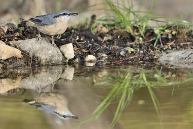 Nothatch gölete yansıdı (Sitta europaea)