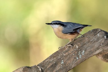 Nuthatch bir kütüğe tünedi (Sitta europaea)
