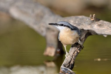 Nuthatch bir kütüğe tünedi (Sitta europaea)