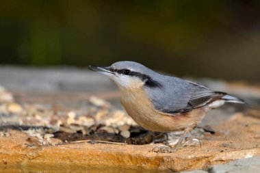 Orman zeminindeki çıplaklık (Sitta europaea)