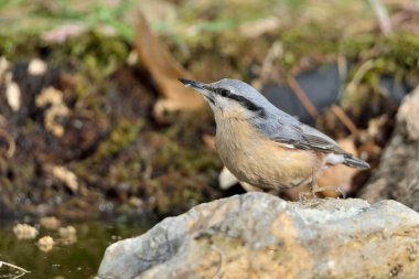 Orman zeminindeki çıplaklık (Sitta europaea)