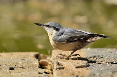 Orman zeminindeki çıplaklık (Sitta europaea)