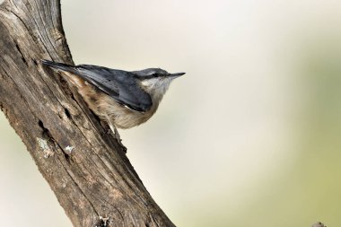 Nuthatch bir kütüğe tünedi (Sitta europaea)