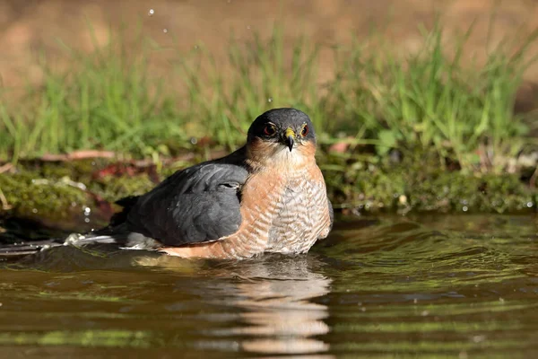 Sparrowhawk bathing in the pond (Accipiter nisus)