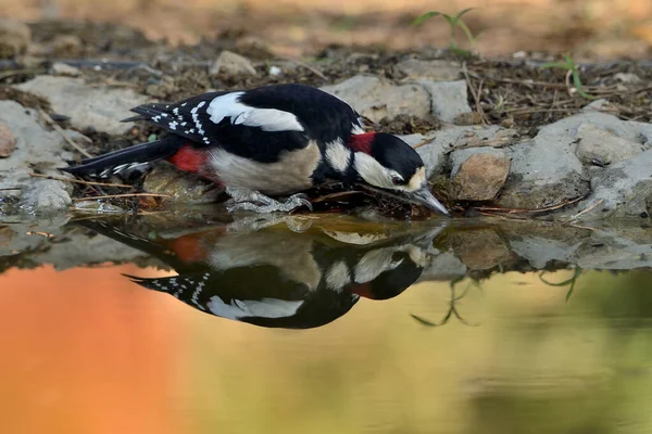 Gran Pájaro Carpintero Moteado Bebiendo Reflejado Agua Del Estanque Dendrocopos — Foto de Stock