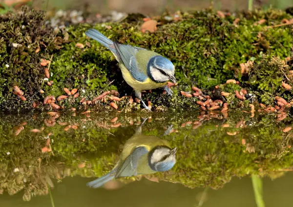 Blue Tit Reflected Forest Pond Cyanistes Caeruleus — Foto de Stock