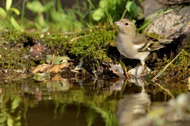 Chaffinch (Fringilla coelebs) Gölde içen kadın