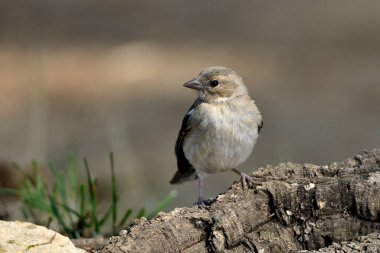 Çaçamuru bir dala tünedi (Fringilla coelebs)