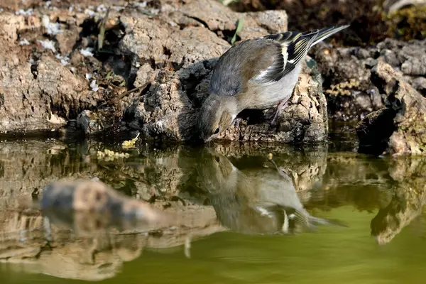 Chaffinch (Fringilla coelebs) Gölde içen kadın