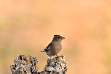 Çaçamuru bir dala tünedi (Fringilla coelebs)