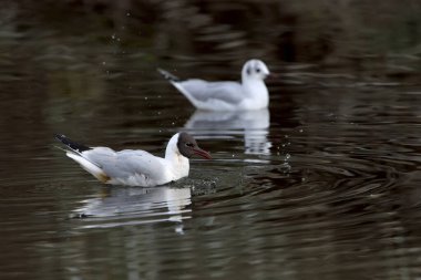 Şafakta gölde siyah başlı martı (Chroicocephalus ridibundus)