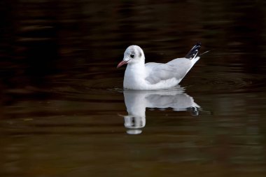 Şafakta gölde siyah başlı martı (Chroicocephalus ridibundus)