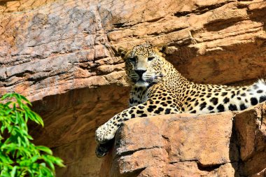 Leopar kayanın üzerinde yatıyor (Panthera pardus)