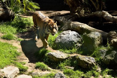 Sumatra kaplanı çimlerin üzerinde yürüyor (Panthera tigris sumatrae)
