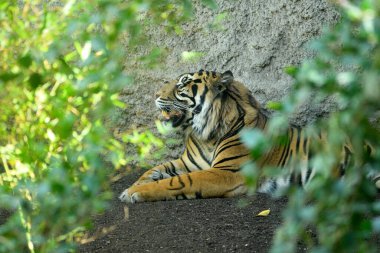 Yerde yatan Sumatra kaplanı (Panthera tigris sumatrae)