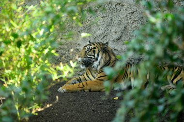 Yerde yatan Sumatra kaplanı (Panthera tigris sumatrae)