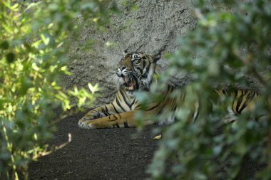 Yerde yatan Sumatra kaplanı (Panthera tigris sumatrae)