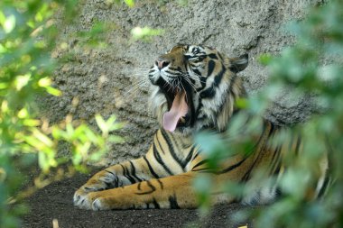 Sumatra kaplanı yerde yatıyor ve esniyor (Panthera tigris sumatrae)