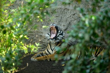 Sumatra kaplanı yerde yatıyor ve esniyor (Panthera tigris sumatrae)