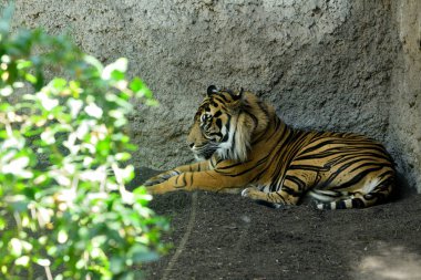 Yerde yatan Sumatra kaplanı (Panthera tigris sumatrae)