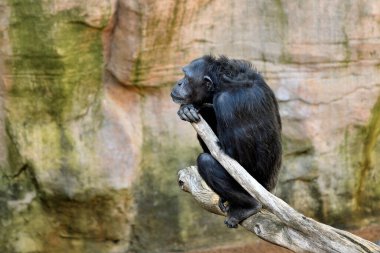 (Pan trogloditler) Genel şempanze dallara yaslanır)